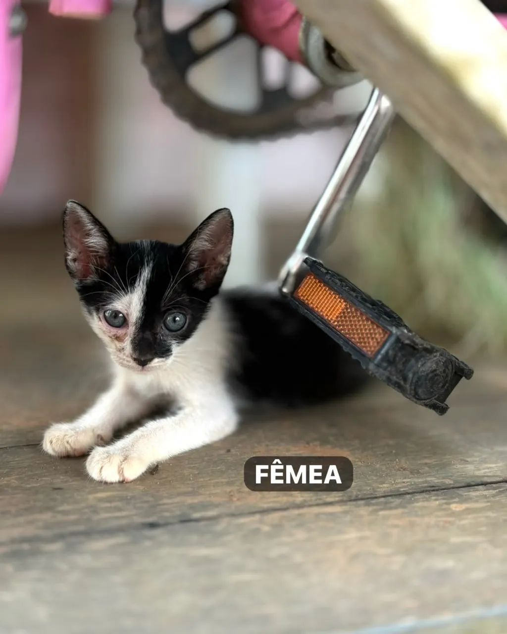 Filhotes de gato para doação  - Foto 2