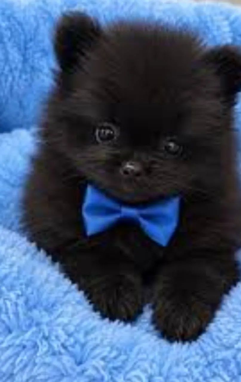 Spitz macho Black  - Foto 3