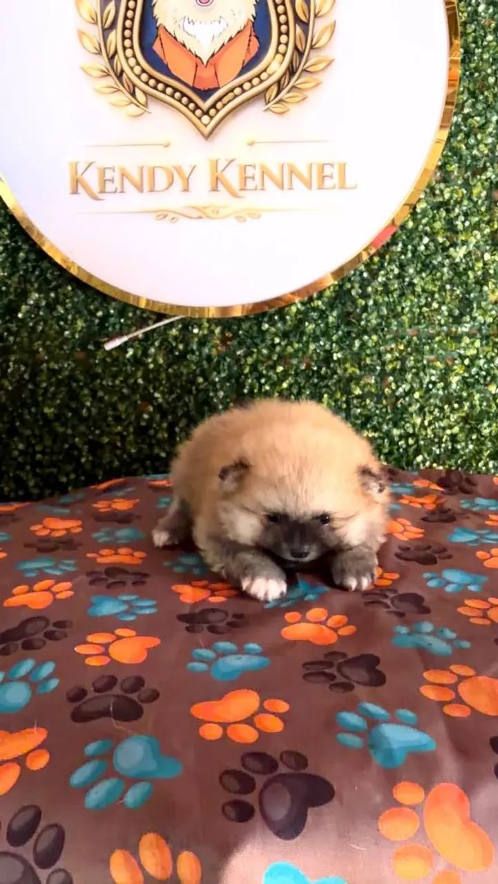spitz alemão  - Foto 2