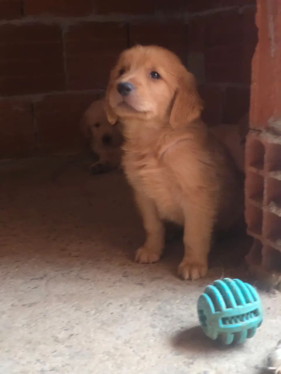 Golden retriever 