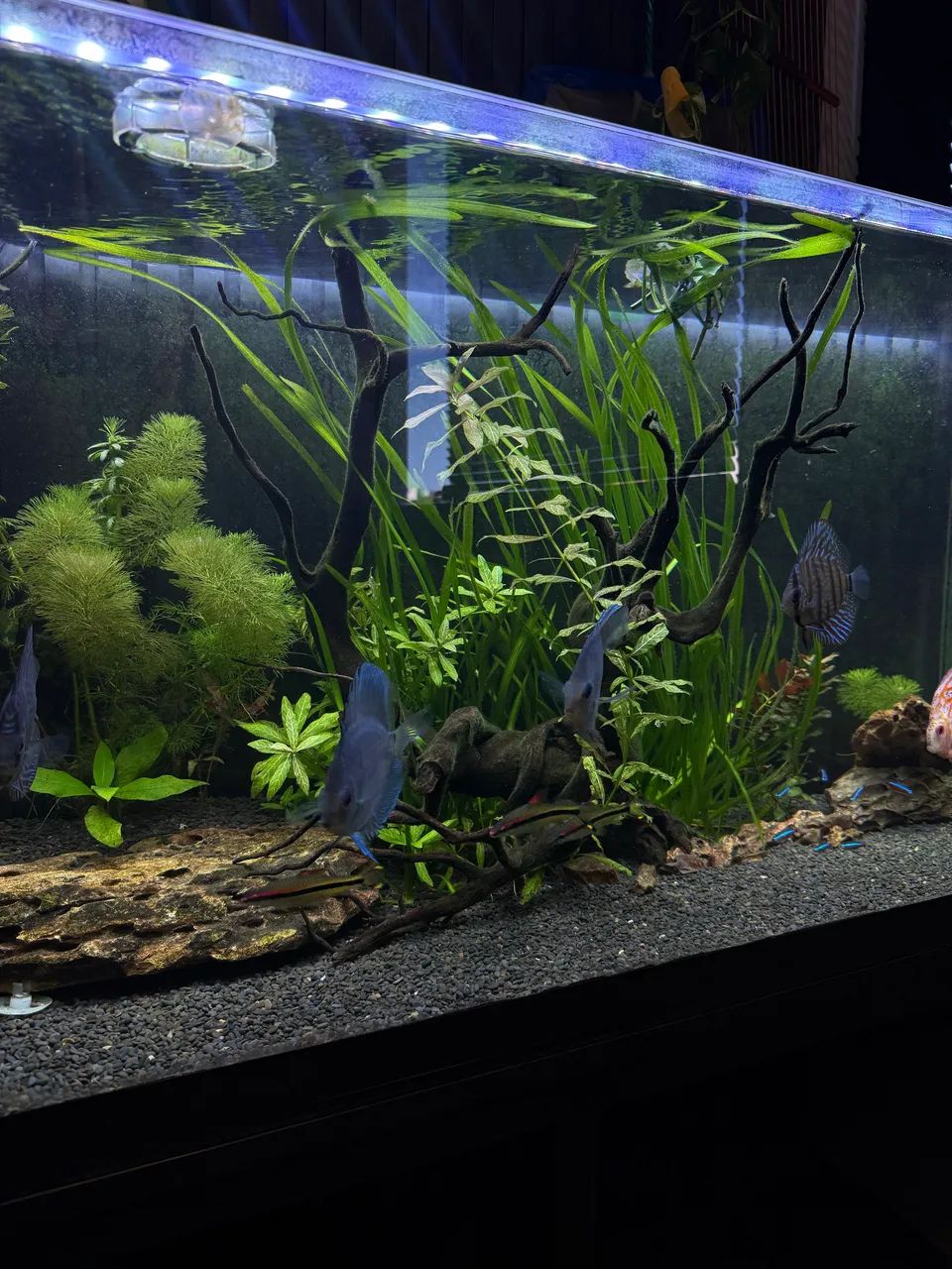 Aquário 1,20m - Foto 3