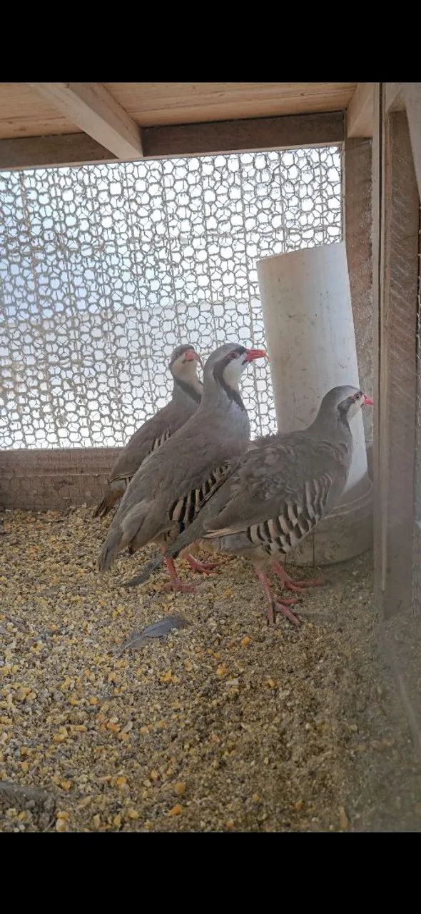 Chukar - Foto 2