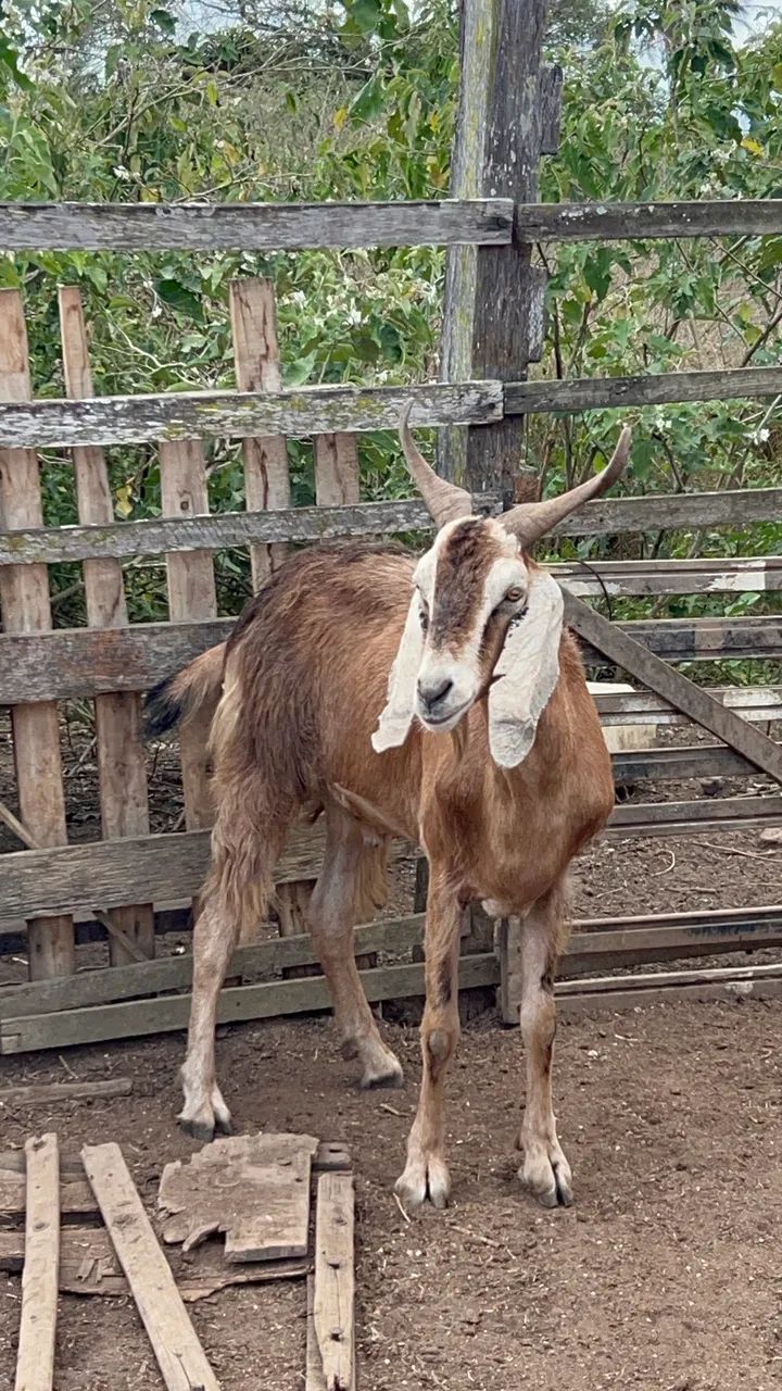 BODES E CABRAS - Foto 2
