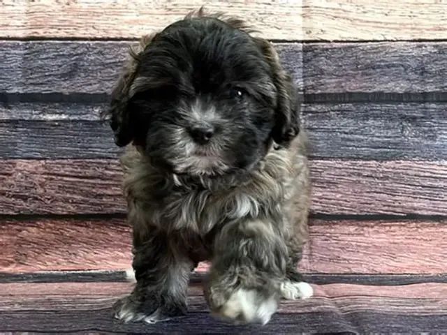 POODLE X YORK  - Foto 2