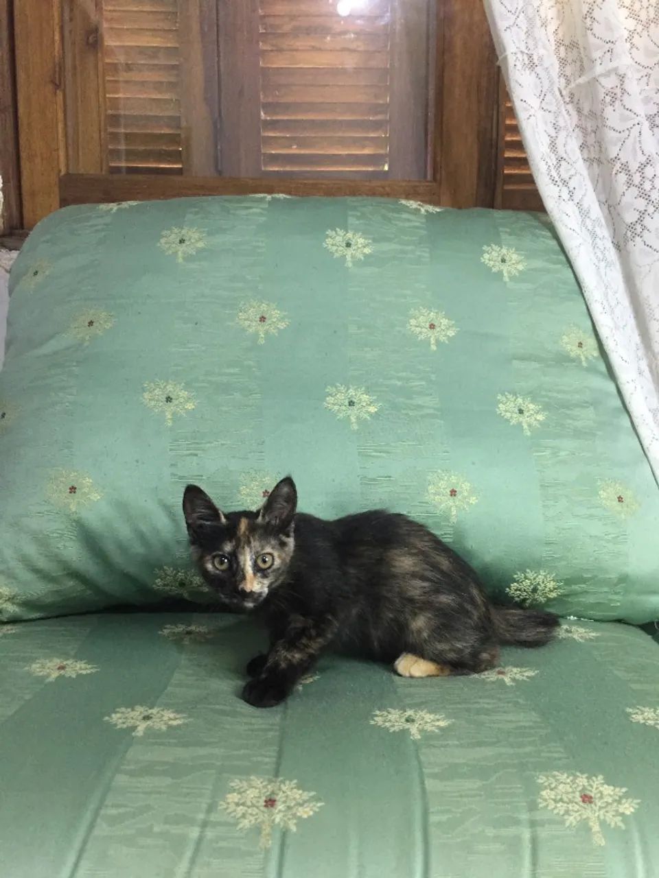 Gatas para Doação Urgente - Foto 3