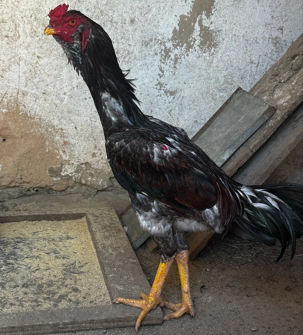 Galo de boa procedência  - Foto 2