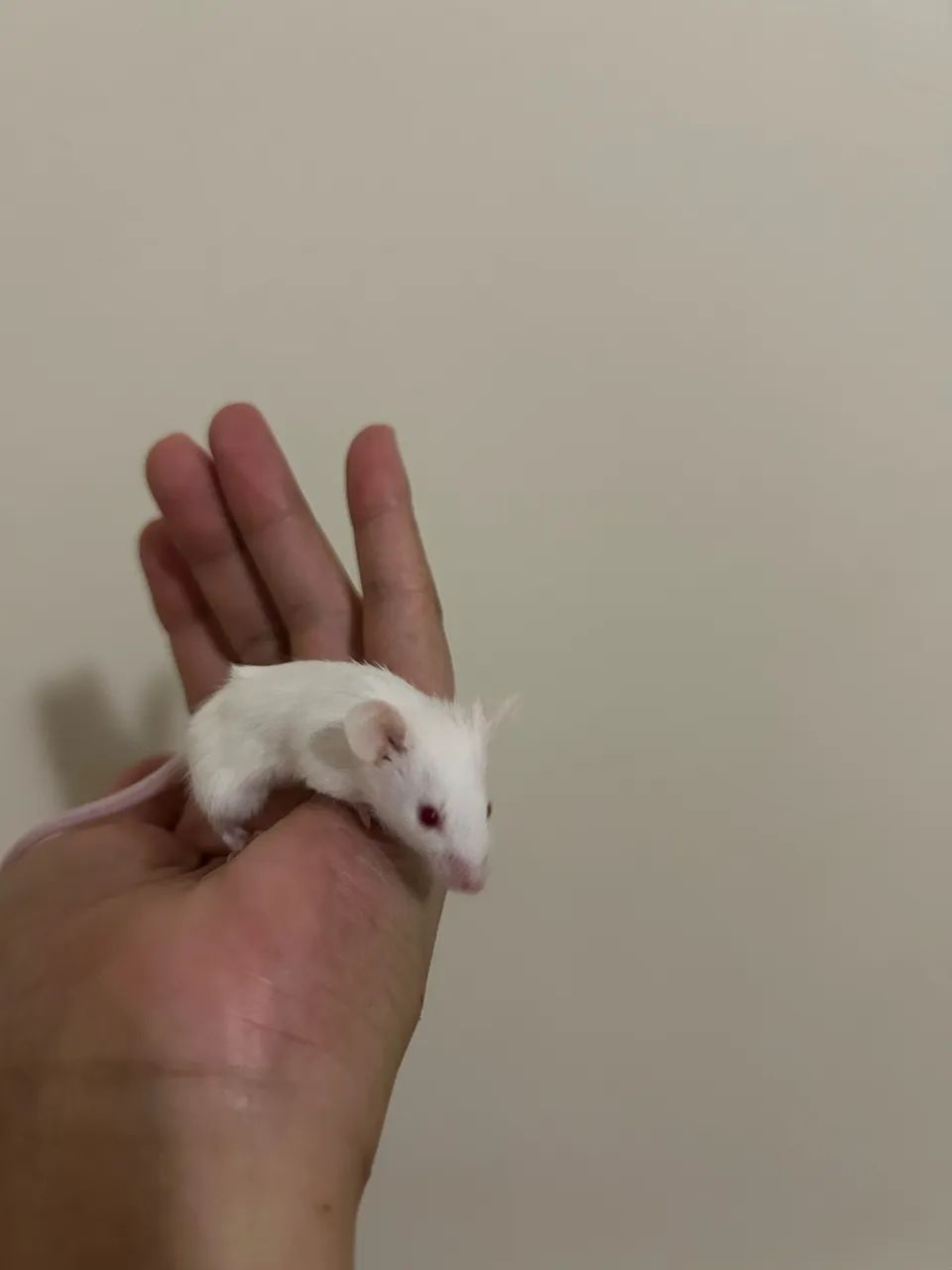 Camundongos Pet  - Foto 4