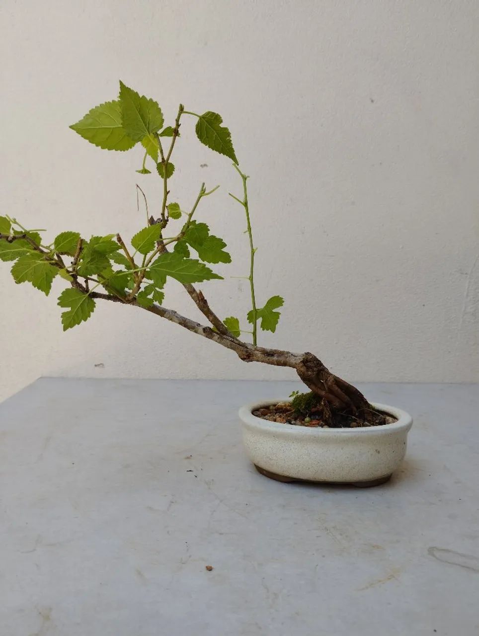 Bonsai amora 03 anos  - Foto 2