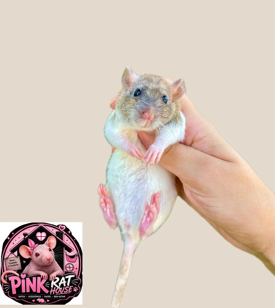 Rato de laboratório  - Foto 2