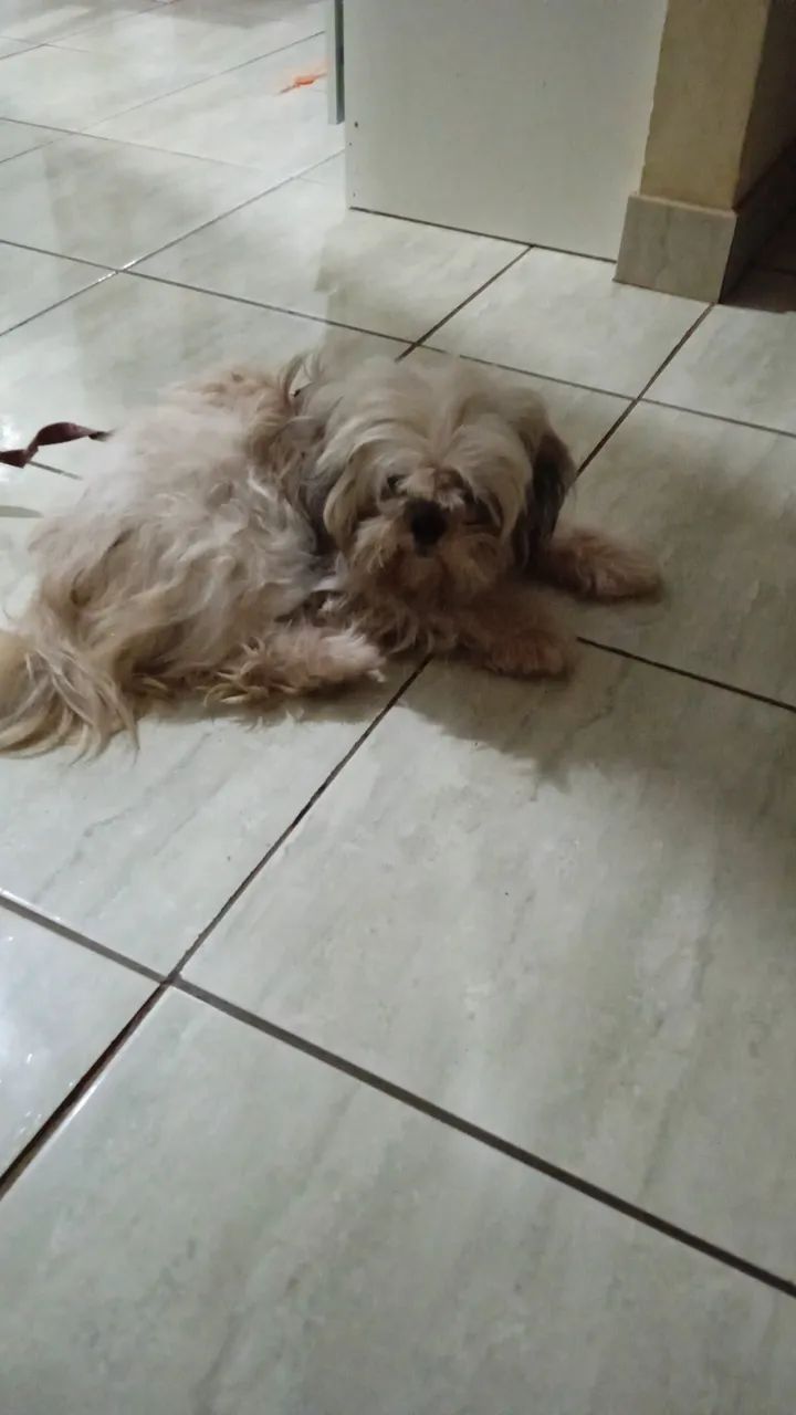Shih tzu - Foto 5