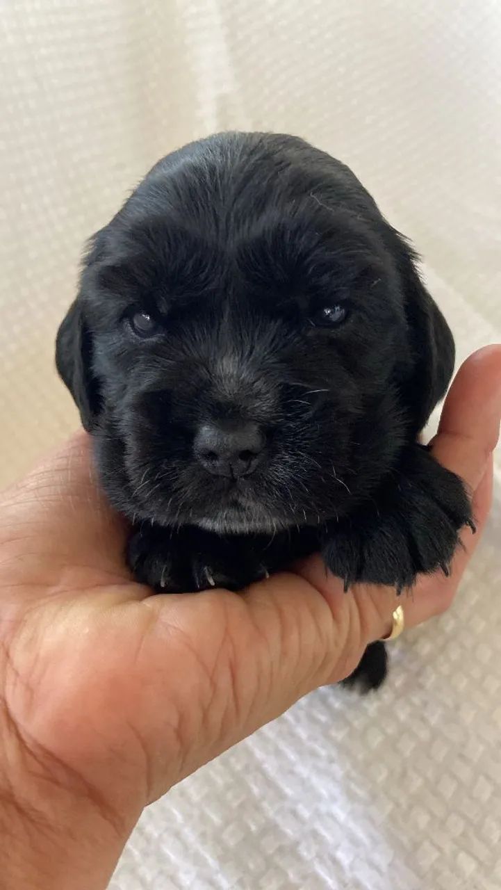 Filhotes de Cocker Spaniel Inglês à venda 