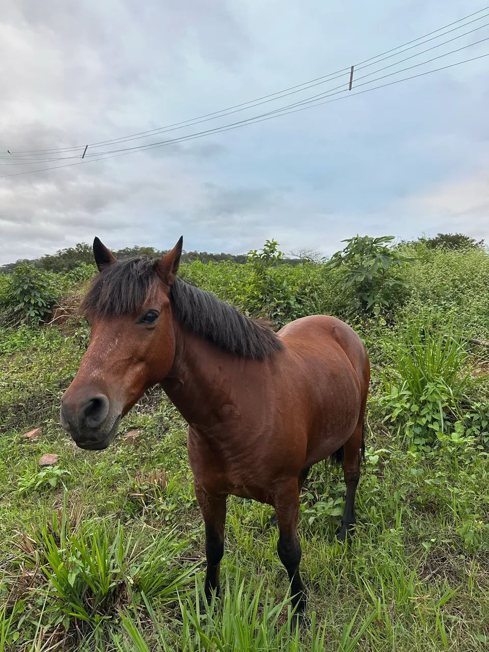Cavalo petiço  - Foto 6