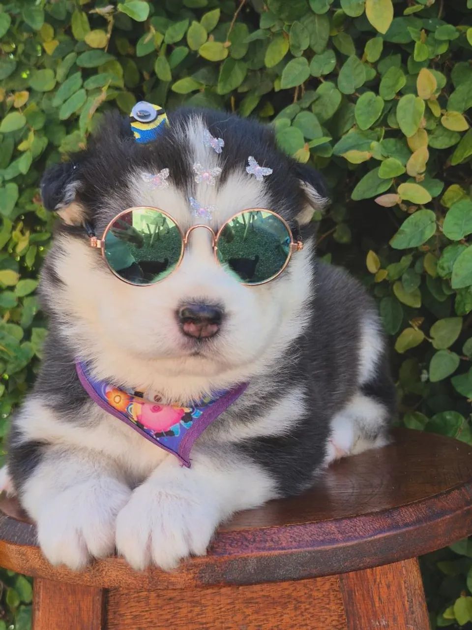 Filhotes husky wooly - Foto 2