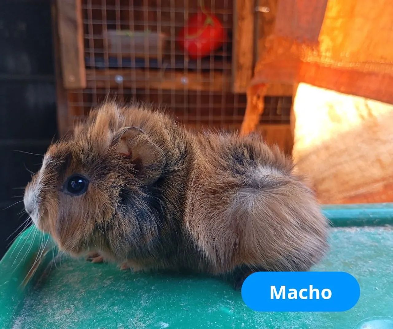 Guinea Pig Pups