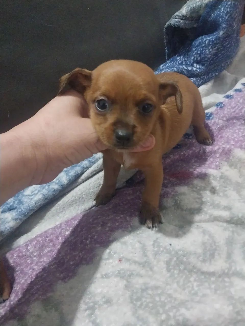 Pinscher  - Foto 4