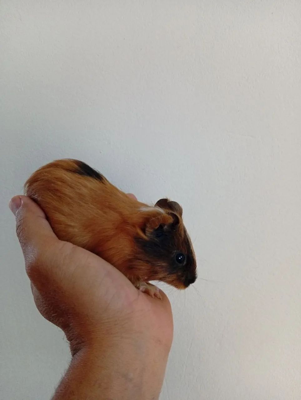 Porquinho da índia machos  - Foto 6