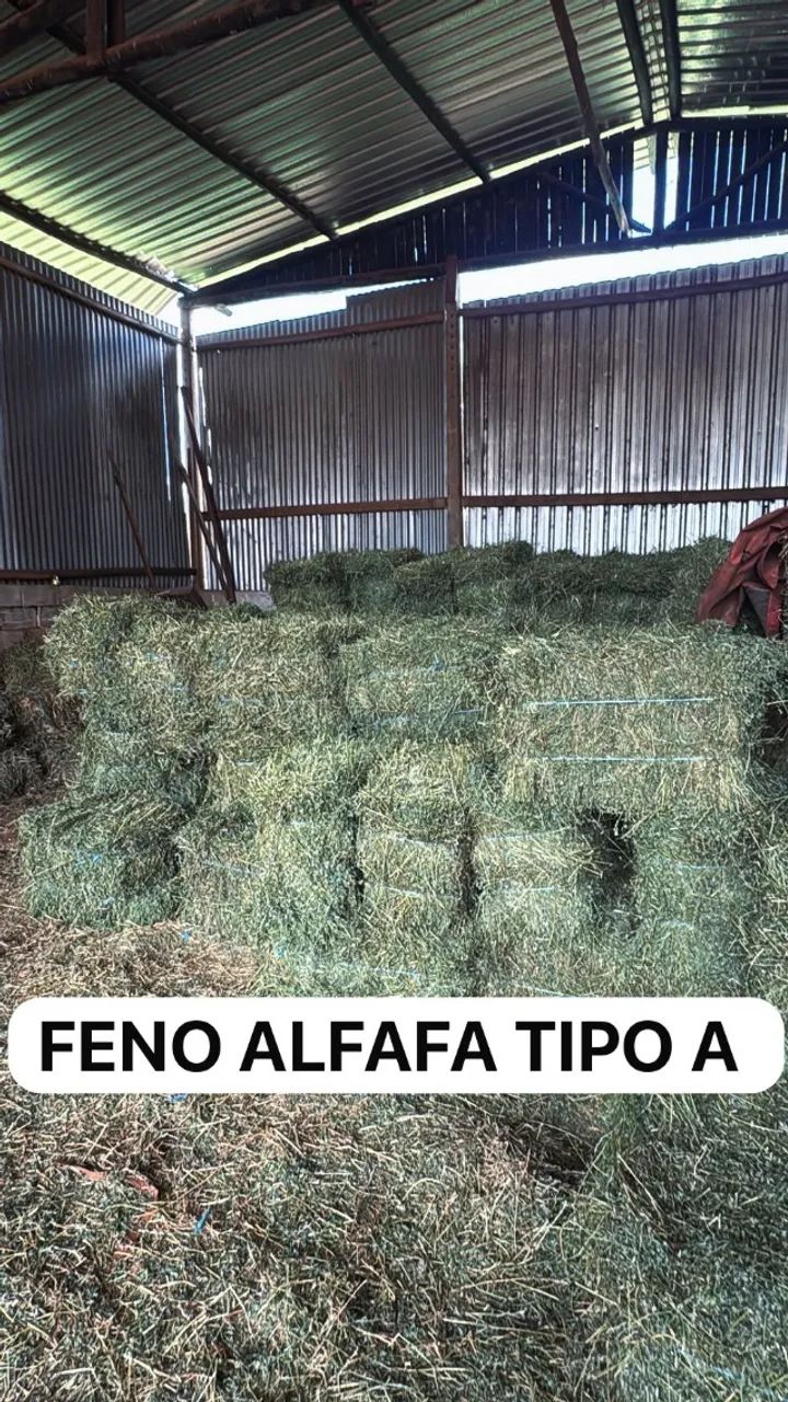 FENO ALFAFA TIPO A - Foto 2