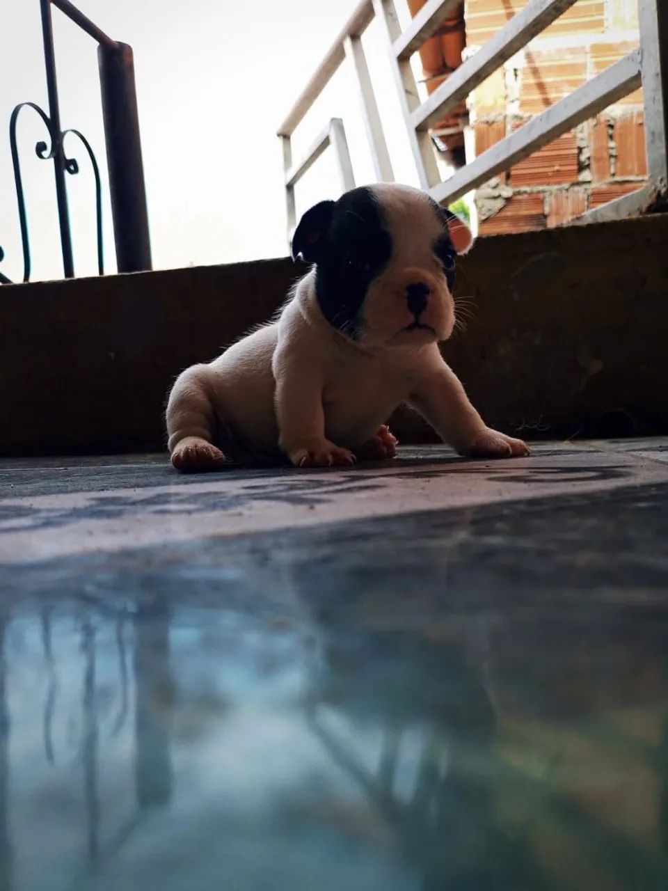 Buldogue francês micro  - Foto 4