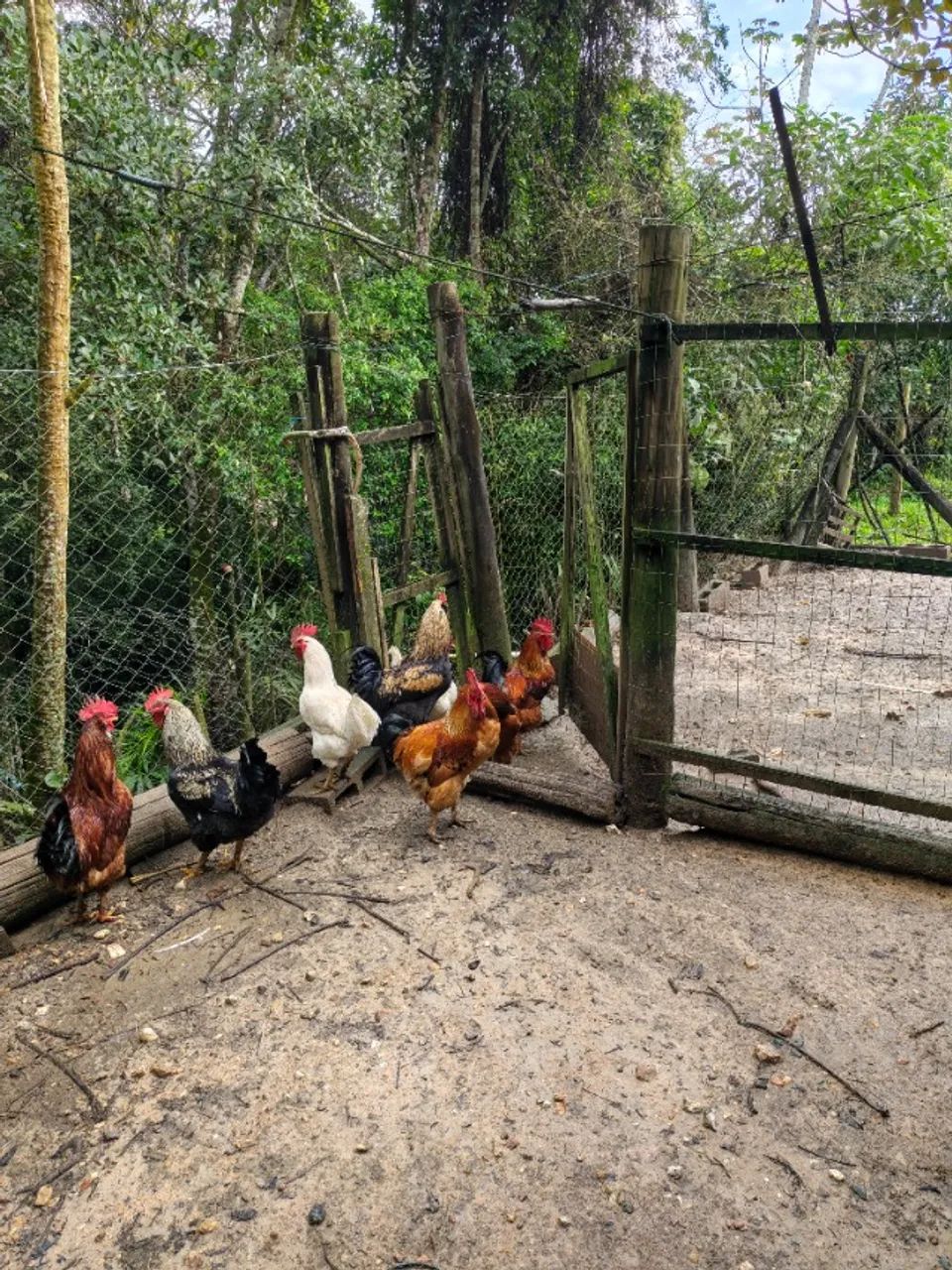 aves - Foto 3
