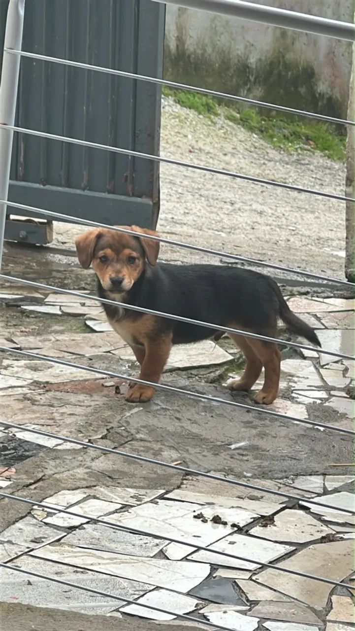 Doando machinho 