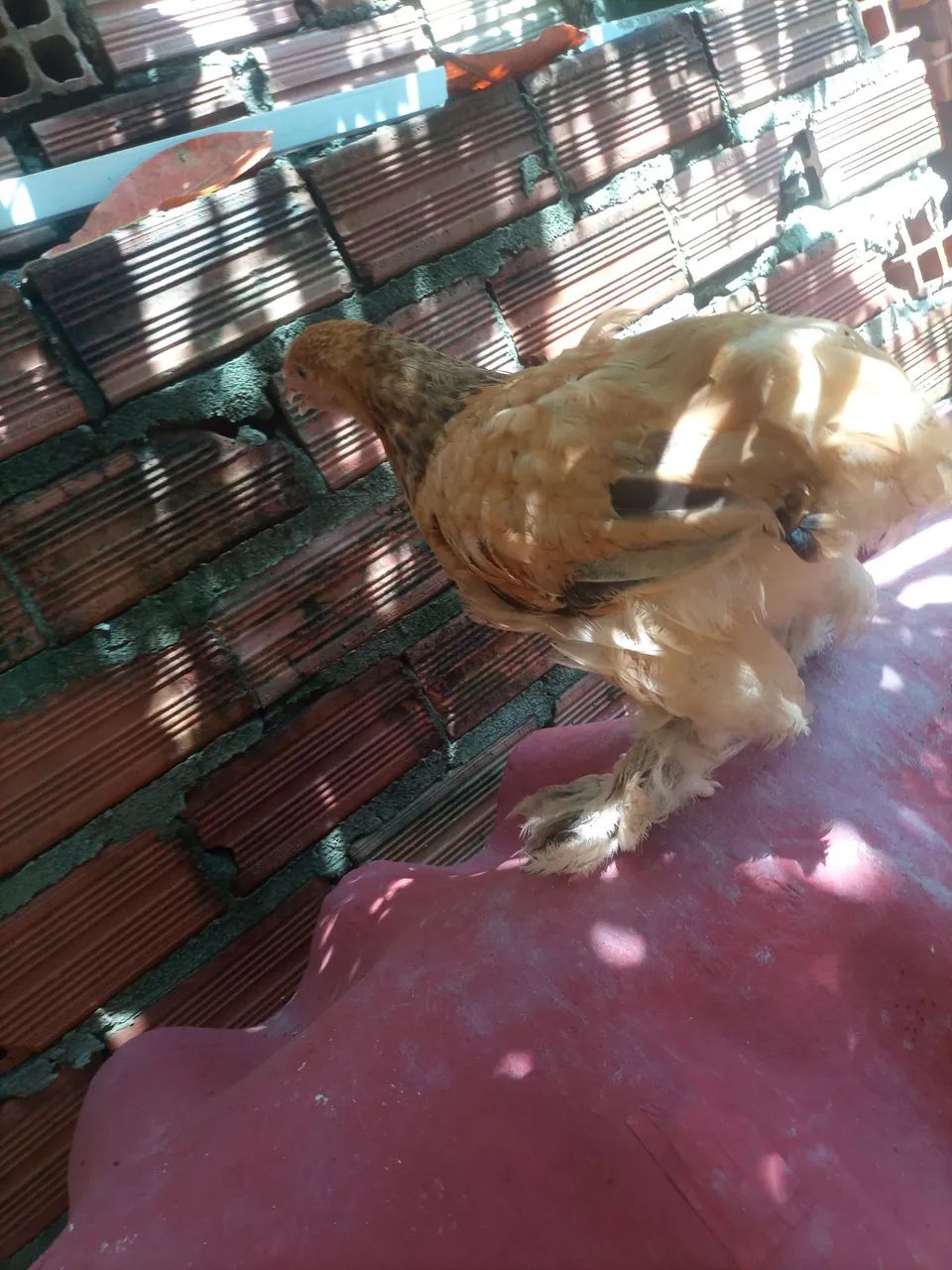 V/ este lindo casal de Brahma  - Foto 3