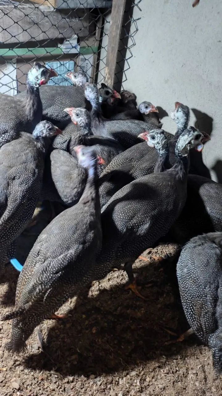 Angolas Francesas Adultas e Jovens  - Foto 3