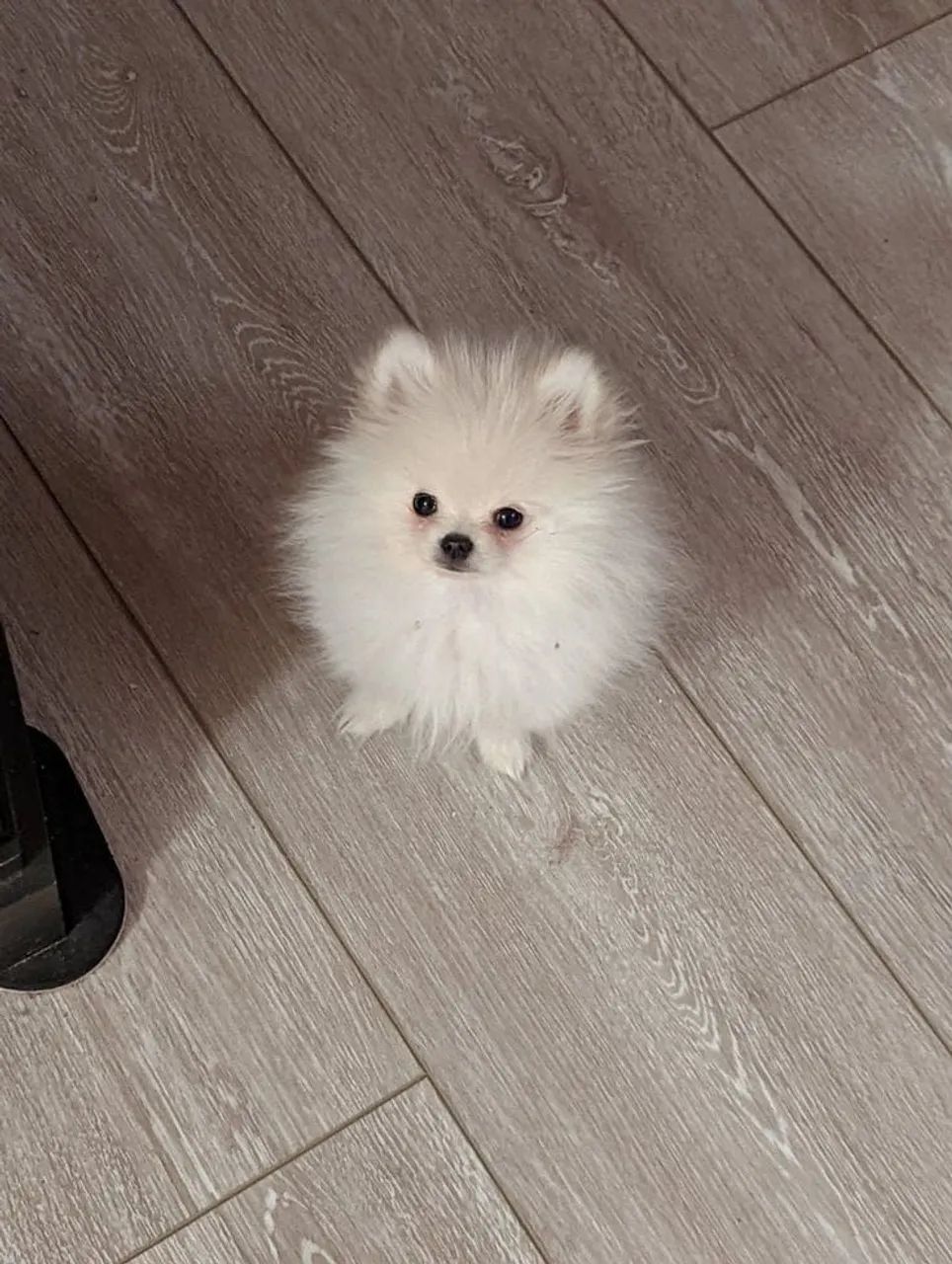 Spitz Alemão 