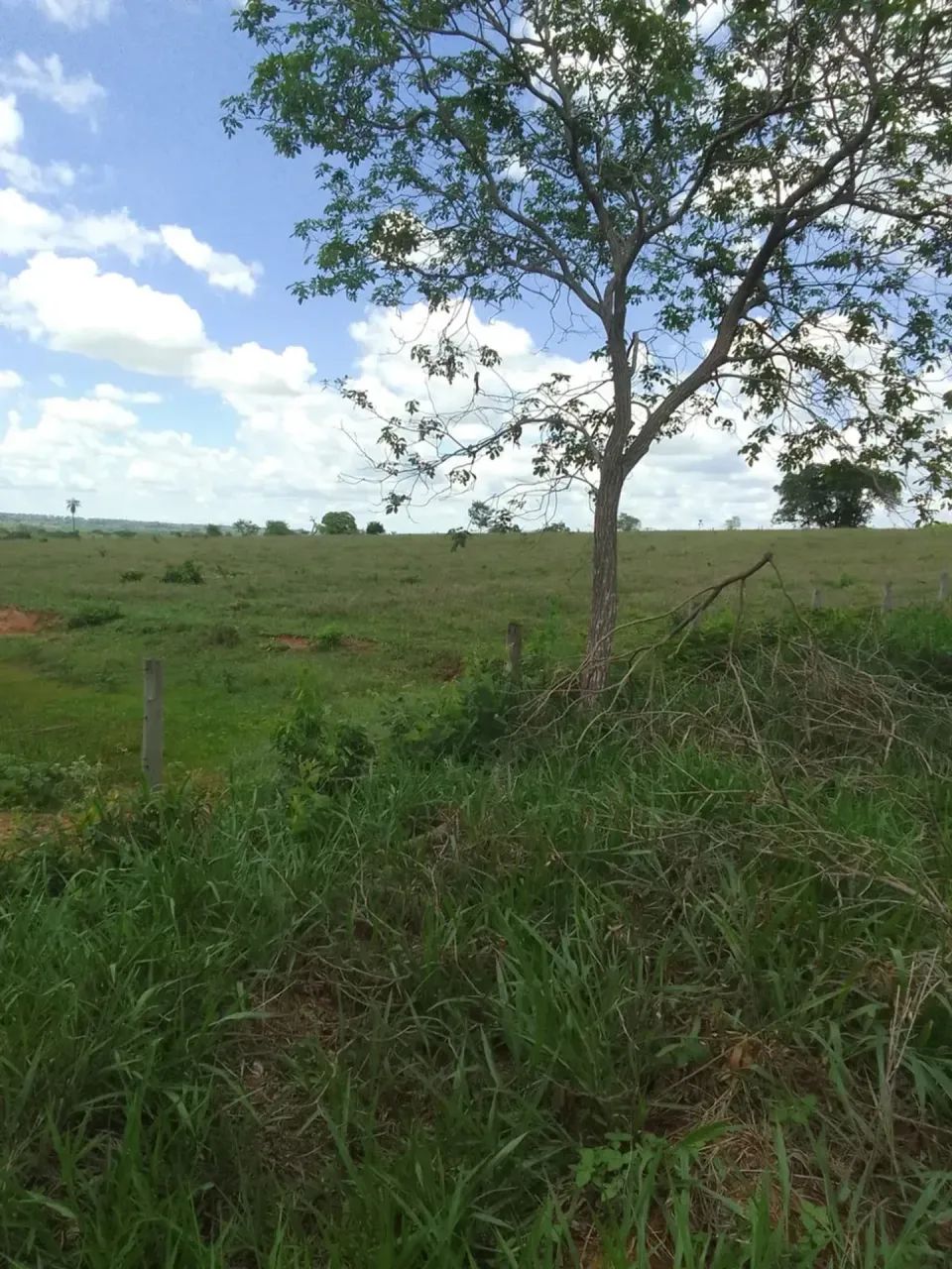 CÓD467  Fazenda à Venda  30 HECTARES  Rochedo/MS - Foto 5