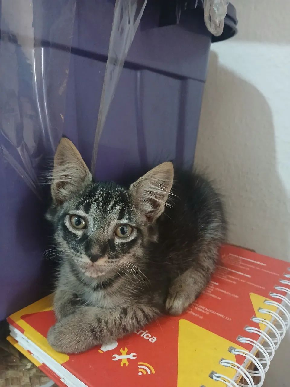 Adoção responsável fêmea