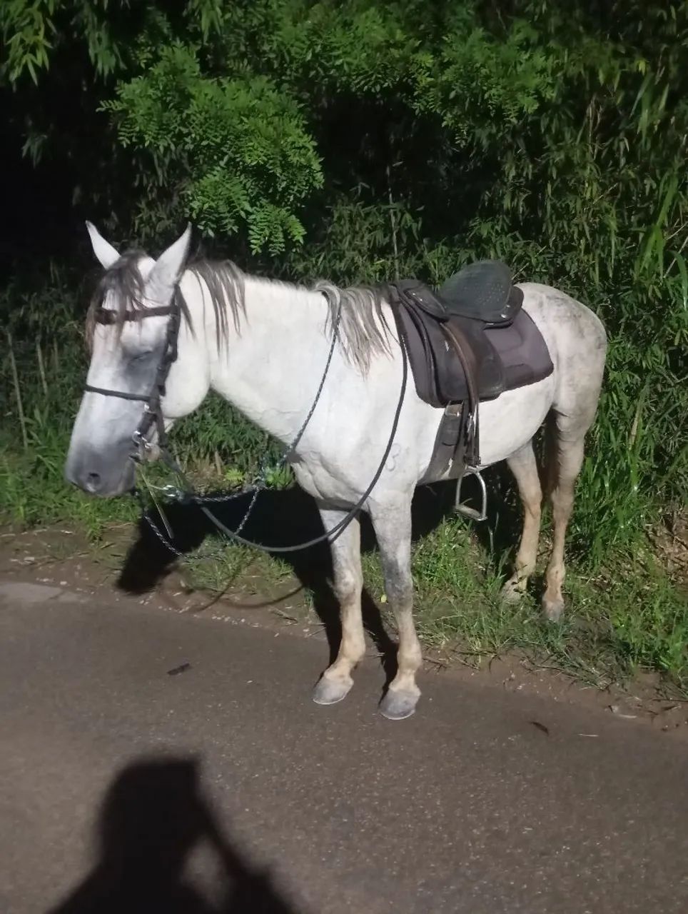 Cavalo tordilho - Foto 4
