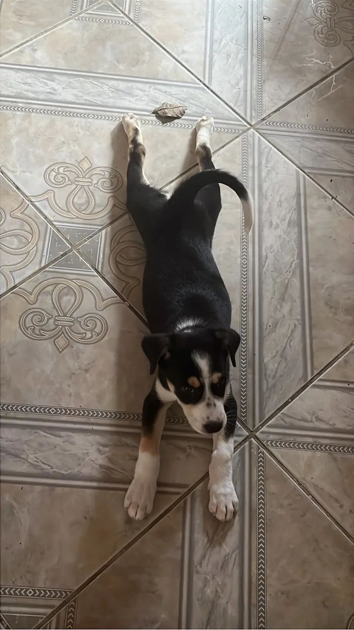 Cachorro - Fêmea Filhote