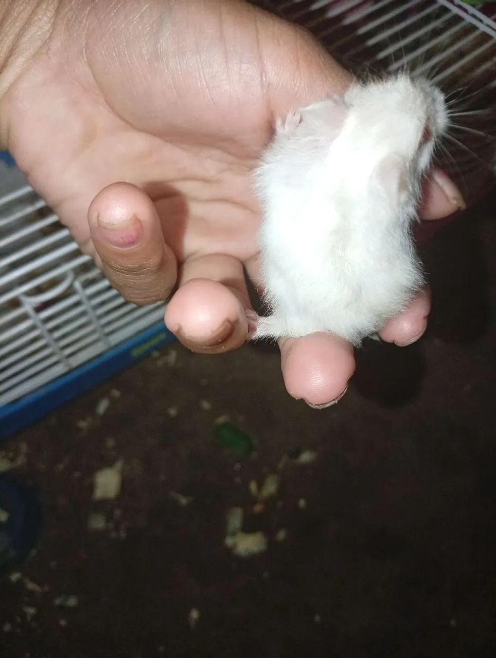 Hamster  - Foto 3