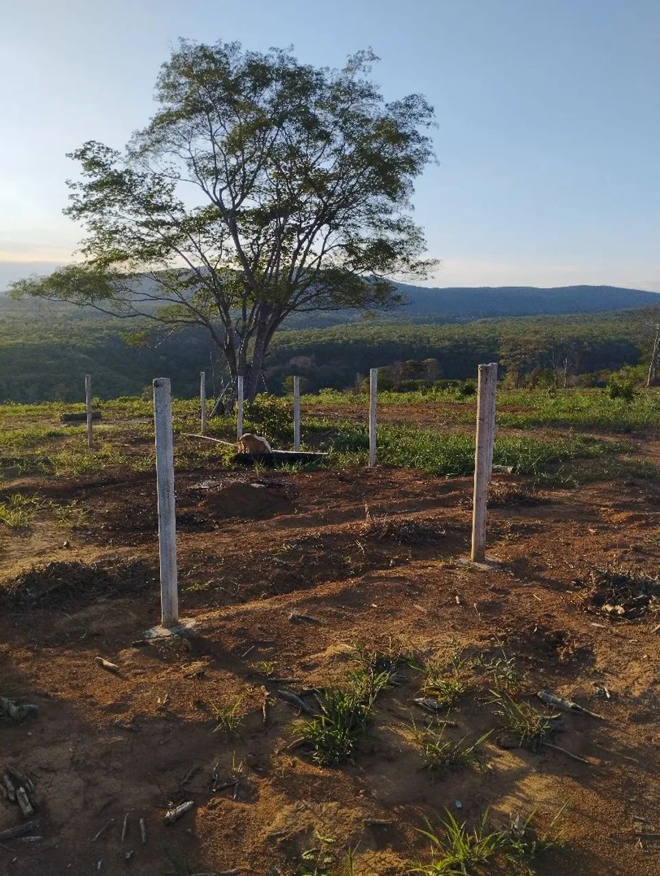 Fazendinha  - Foto 2