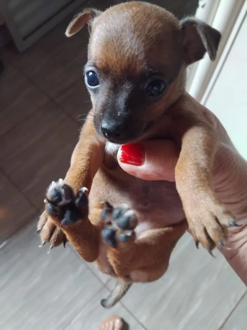 Pinscher  - Foto 2