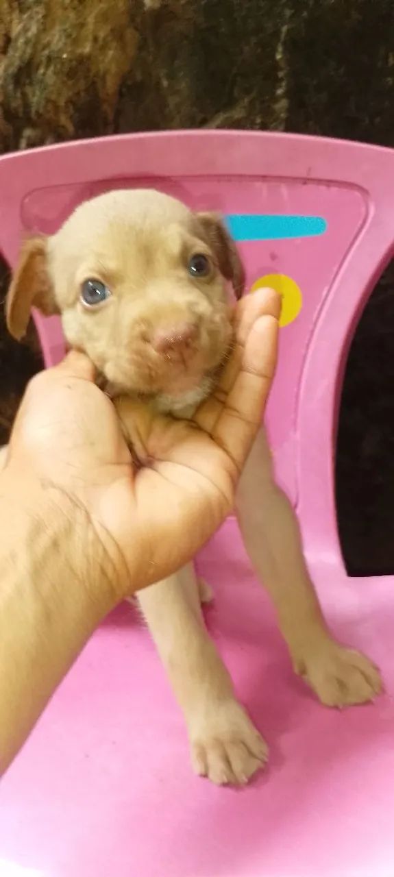 Vendo três cachorros de racha misturada Pitbull com vira lata por 150 cada  - Foto 4