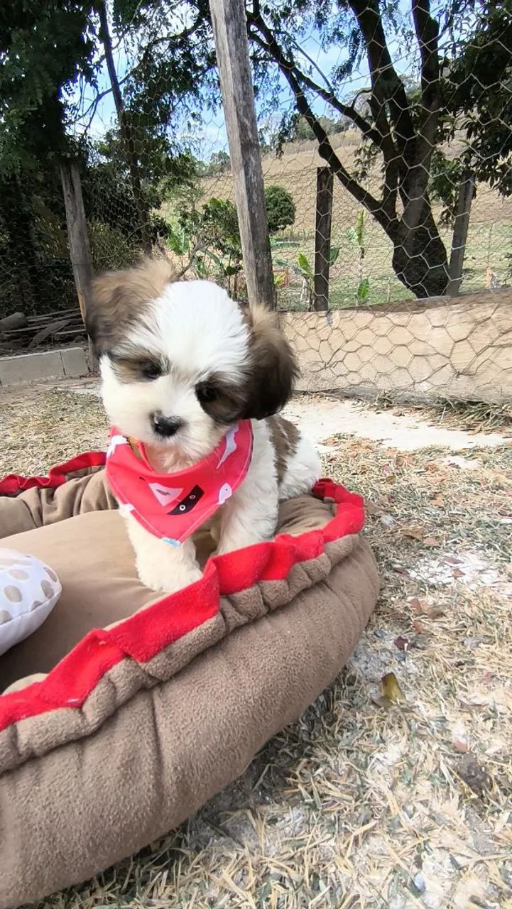 Lhasa Apso - Foto 5