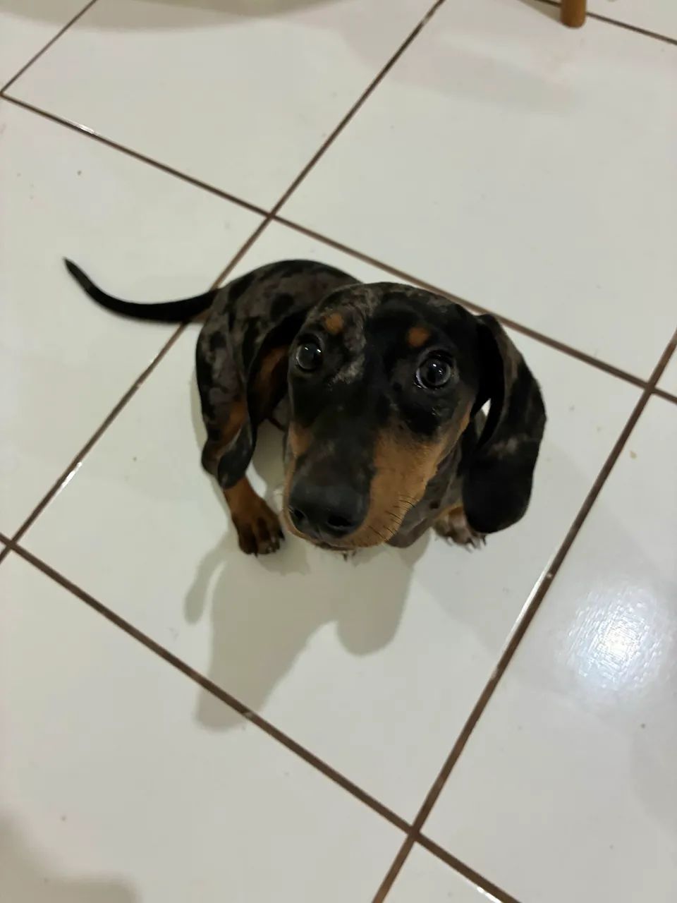 Salsicha basset mofado - Foto 3