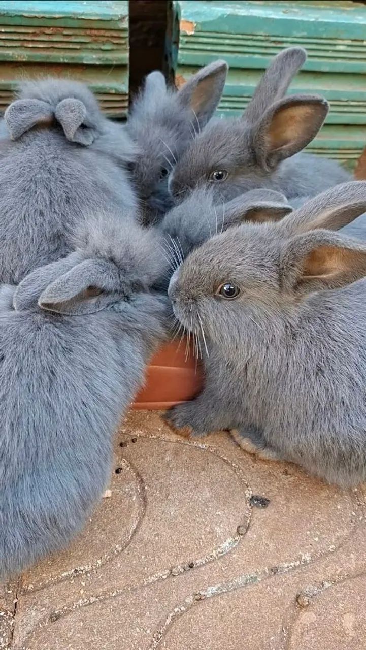 Coelhos - Foto 2