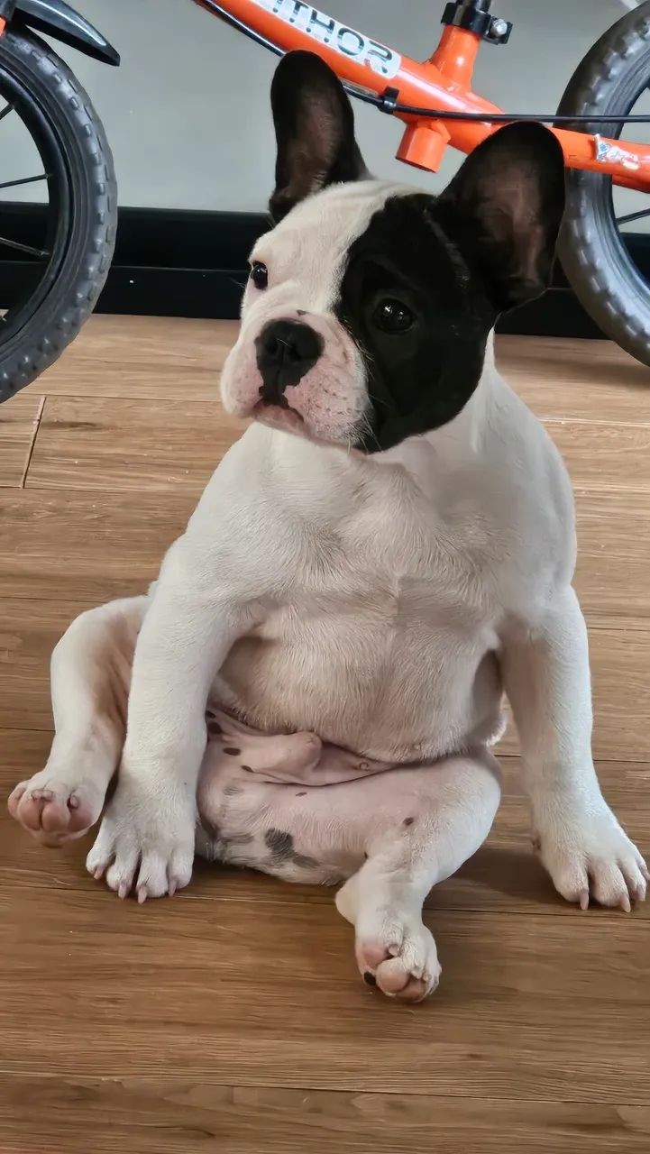 Filhote Buldogue Francês  - Foto 3