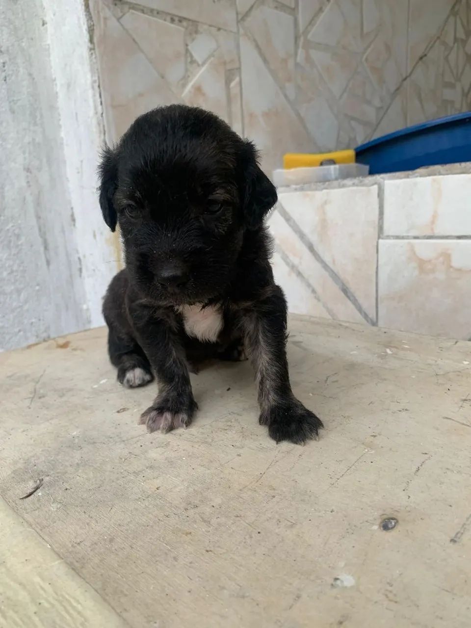 Adoção Filhotes Macho SRD - Foto 5