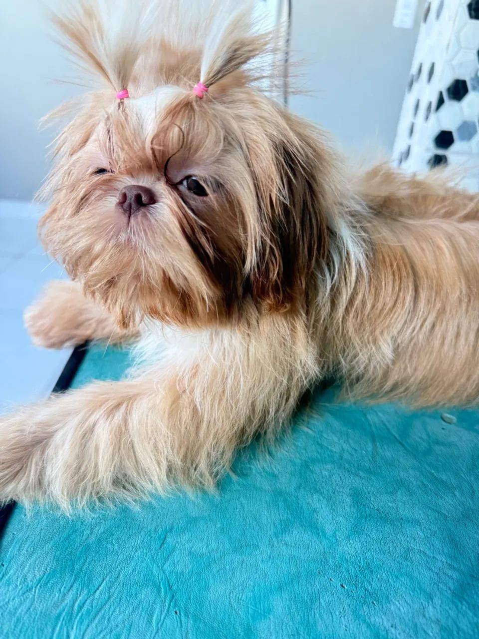 Animais - Foto 2