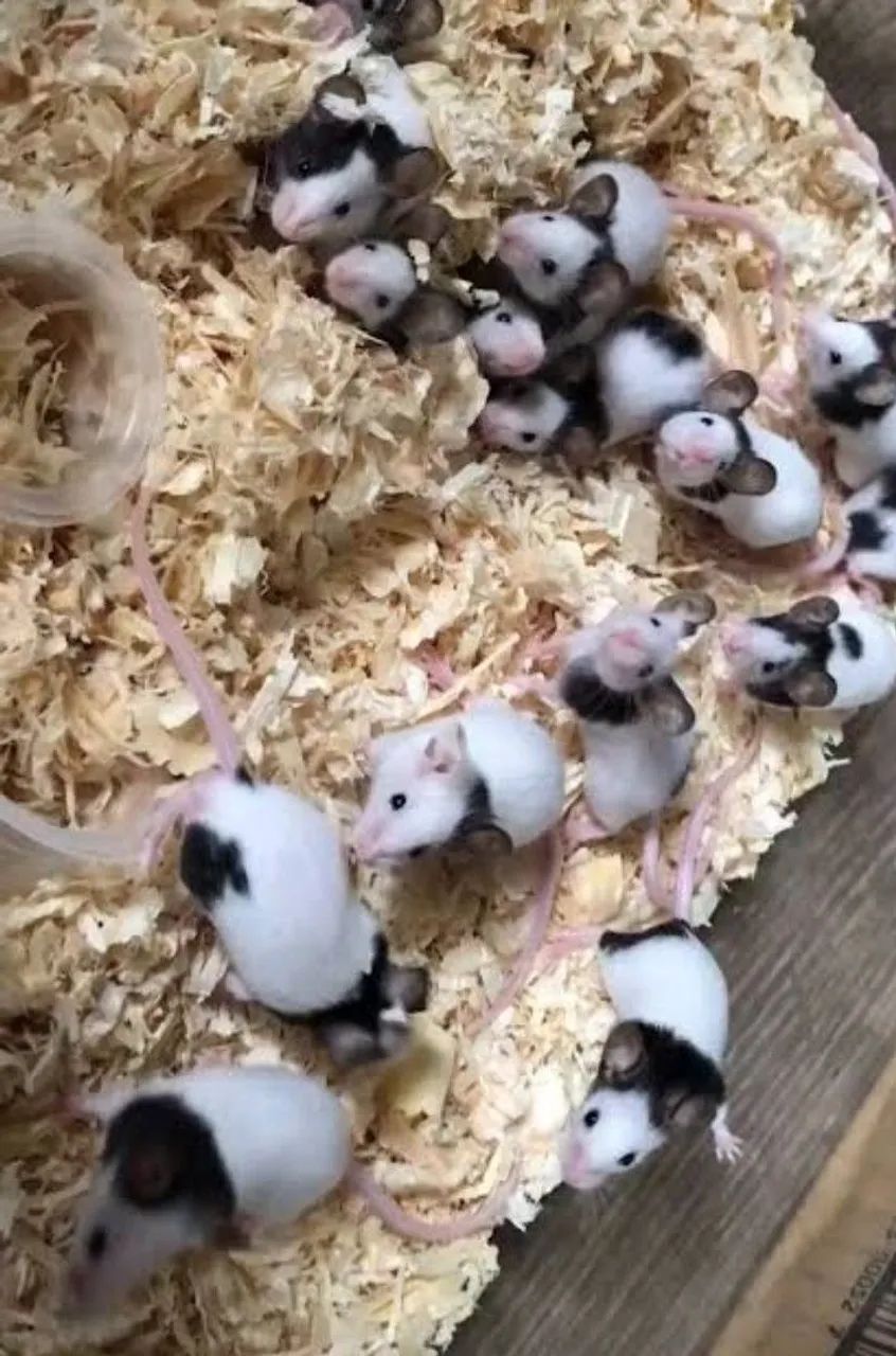 Topolinos puros  - Foto 2