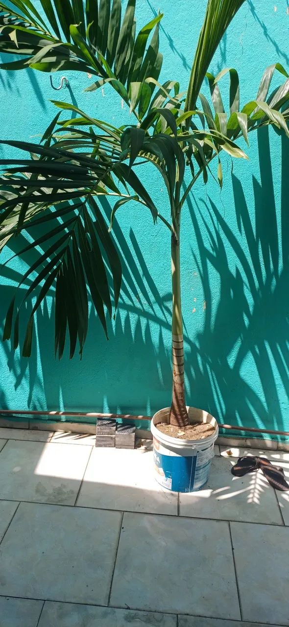 Vendo 2 árvore imperial  - Foto 4