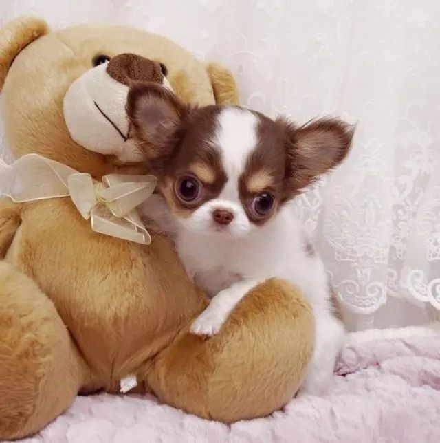 Chihuahua Machos e Femeas - Foto 2