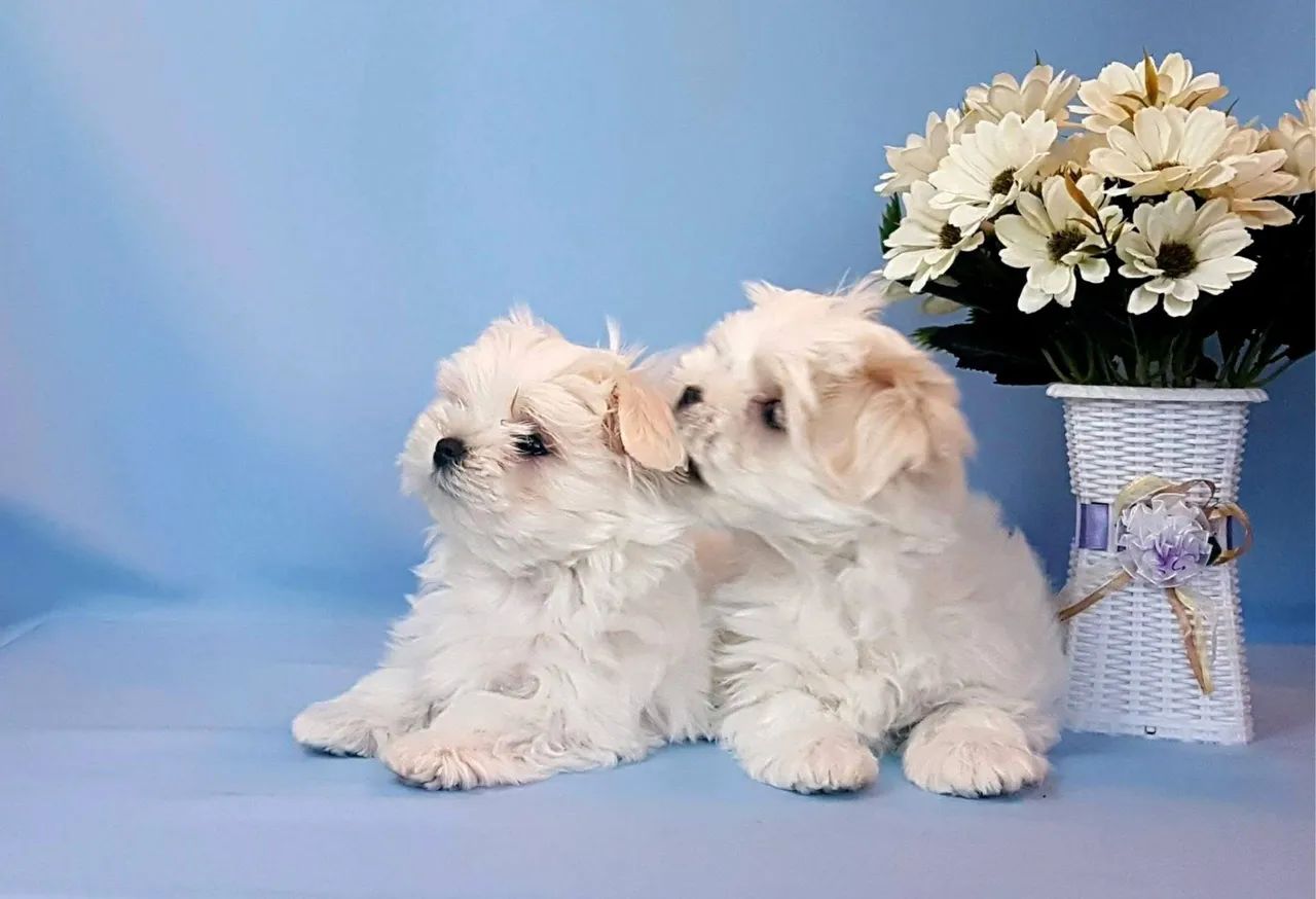 Maltês macho com pedigree - Foto 5