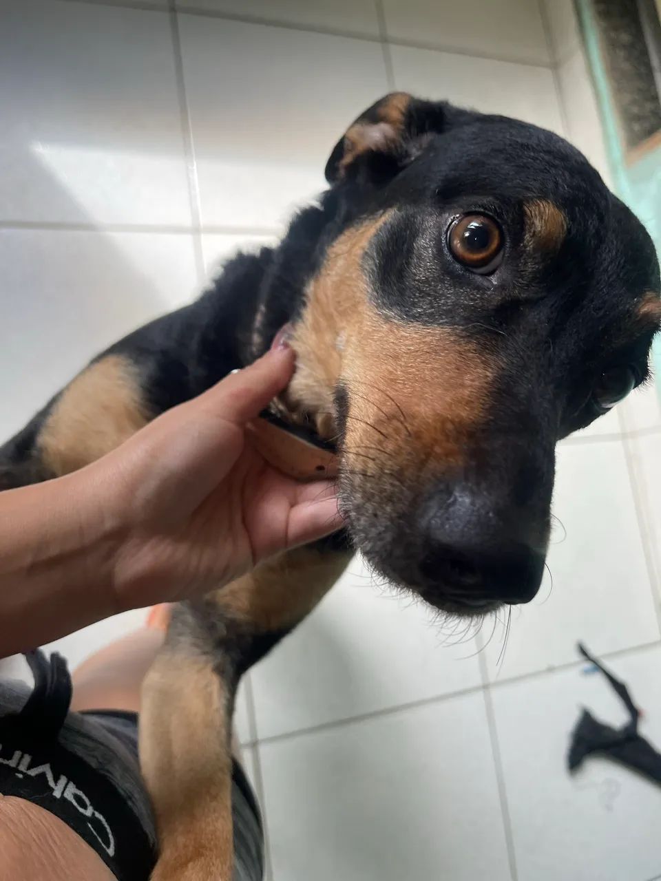 Adoção responsável  - Foto 2