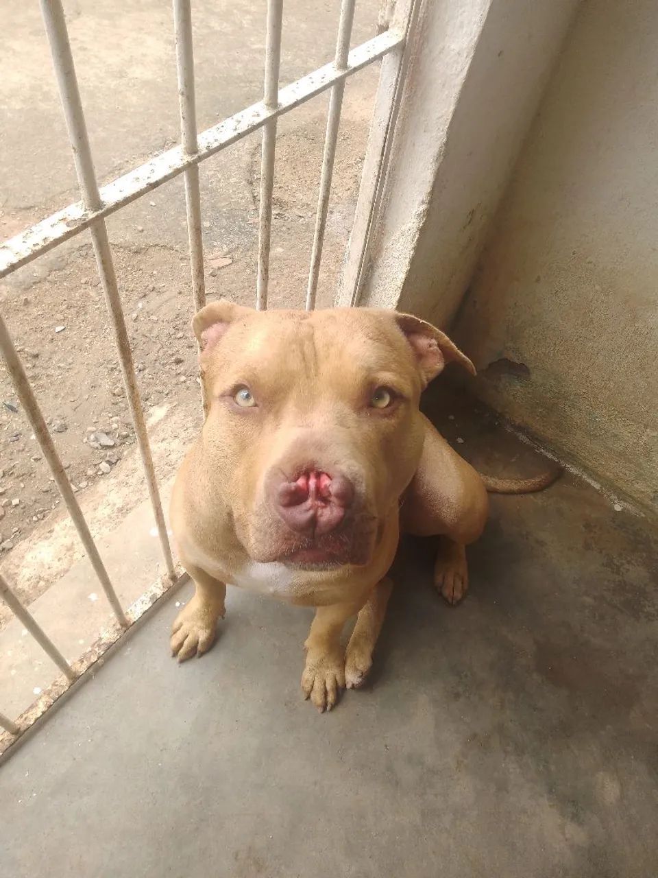 Pet - Foto 4