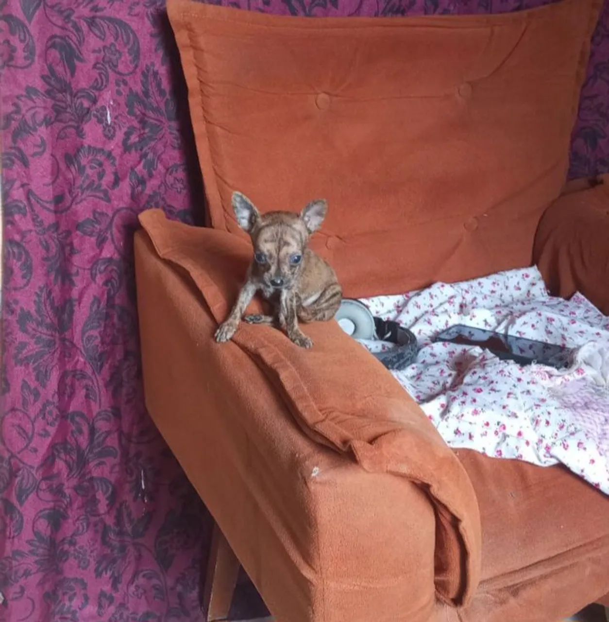 Chihuahua - Foto 3