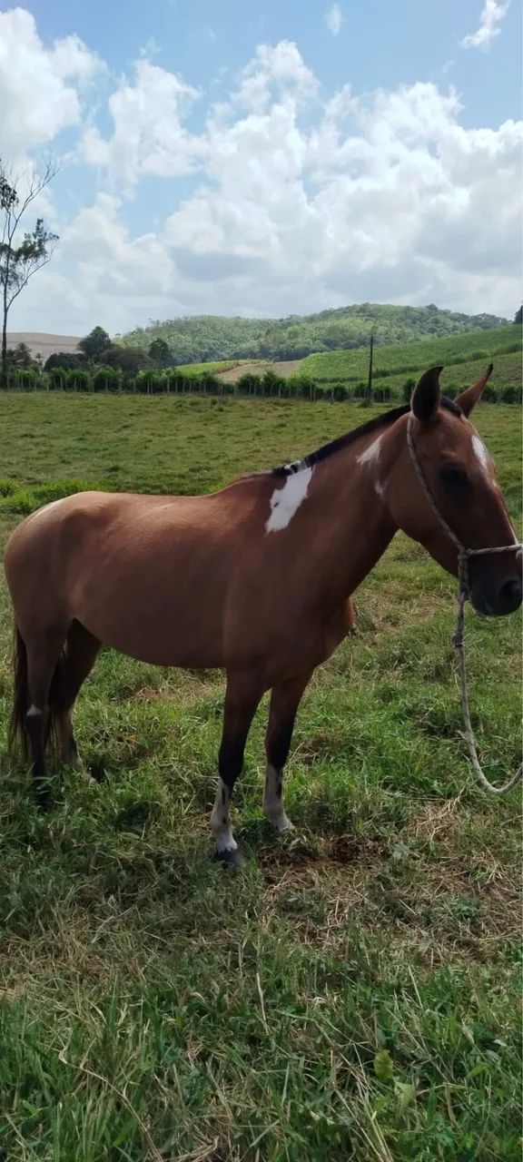 Égua - Mangalarga marchador (Pampa Baio) - Foto 4