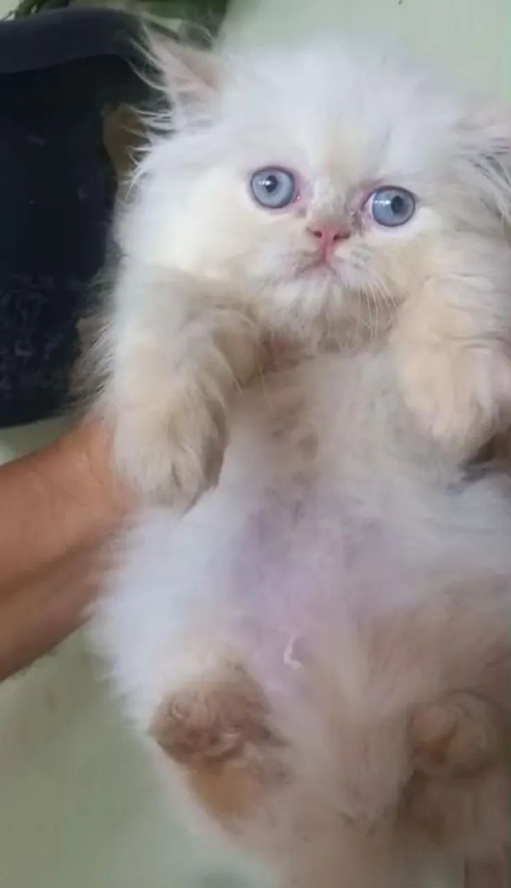 Gata, persa de olhos azuis ( Ler o anúncio)  - Foto 2